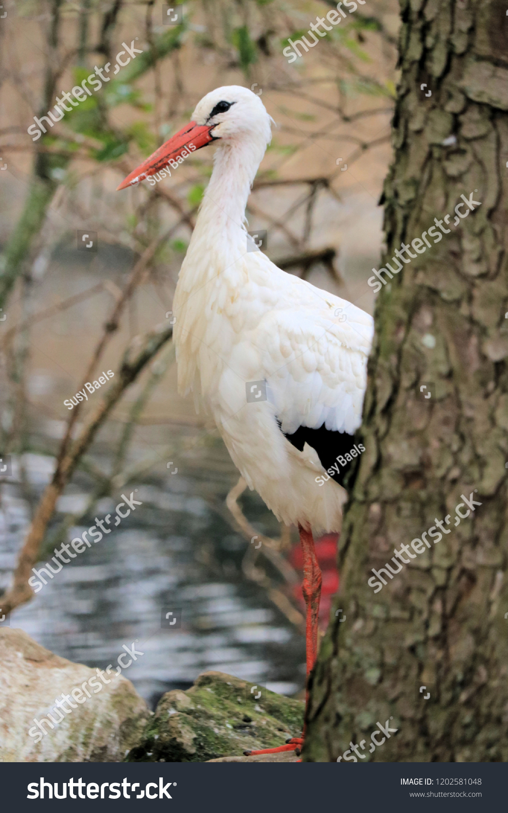 portrait of a stork behind a tree #1202581048