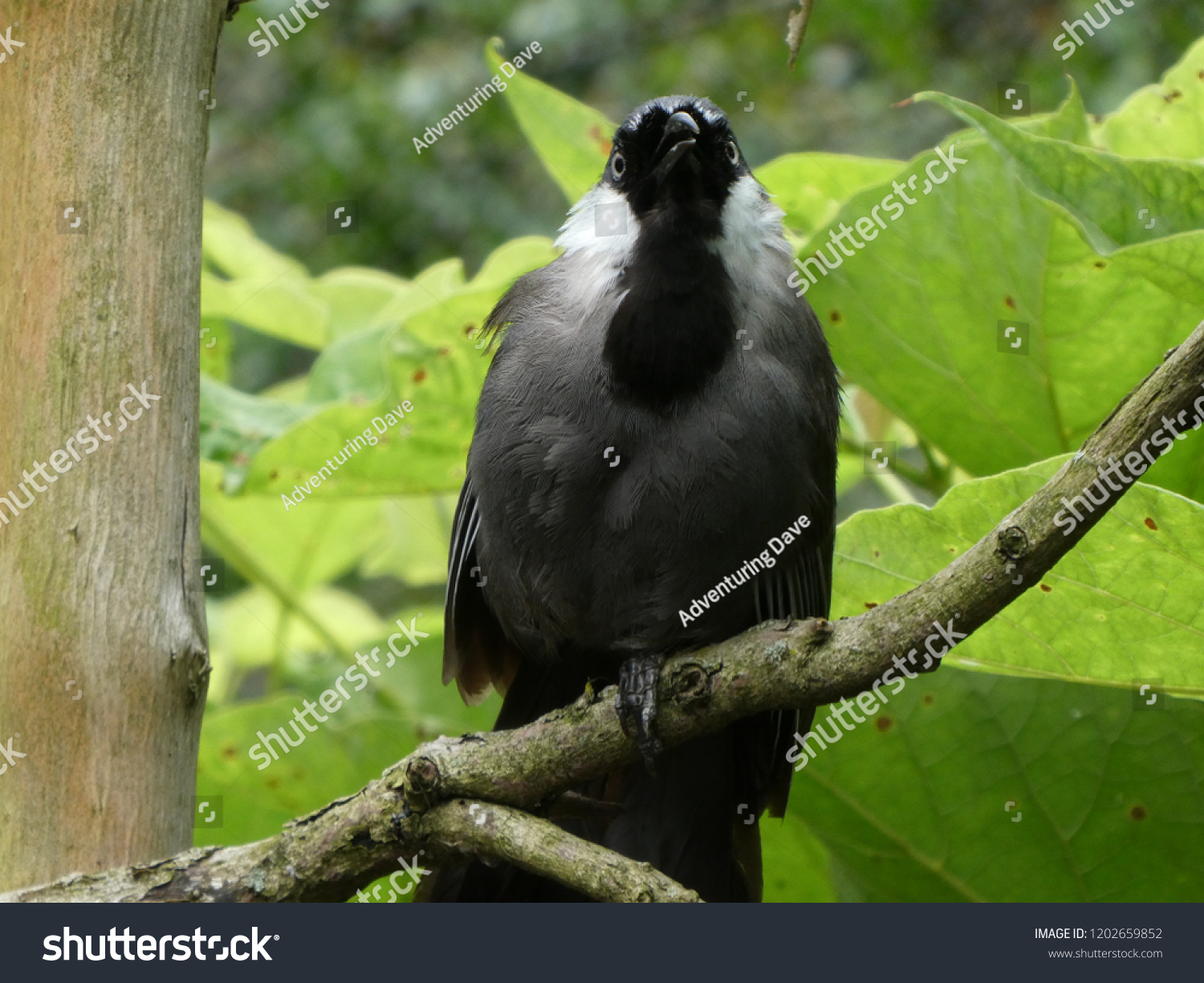 Black and gray bird perched in avian sanctuary #1202659852