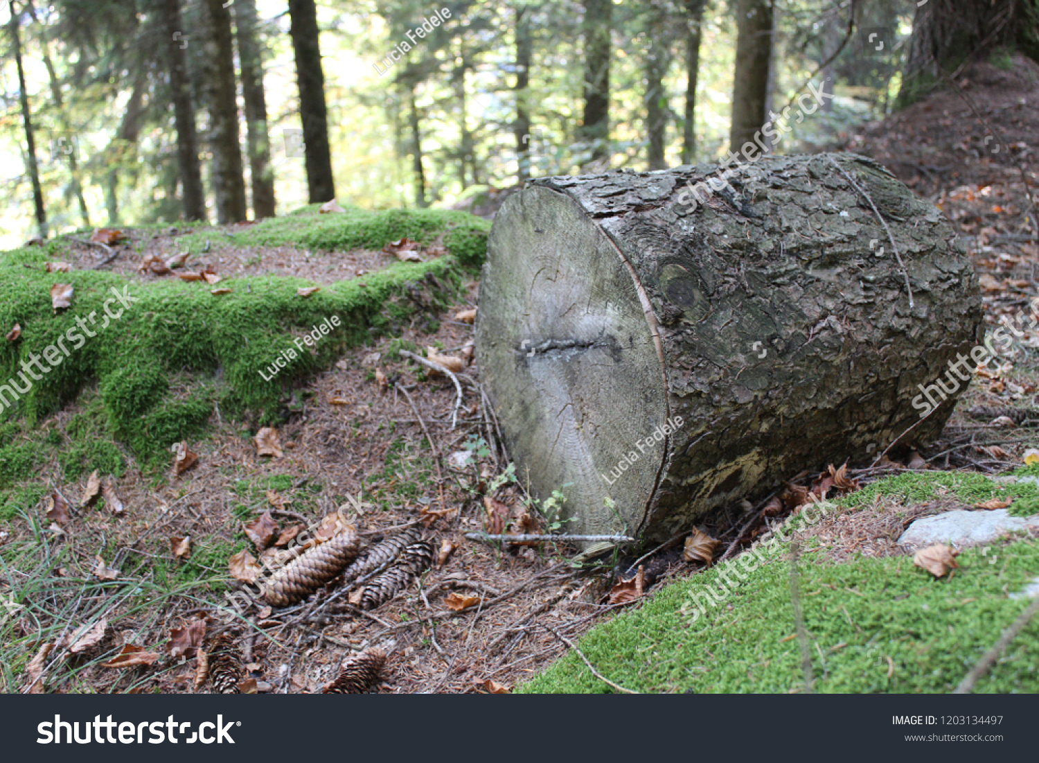 trunk in the vegetation #1203134497