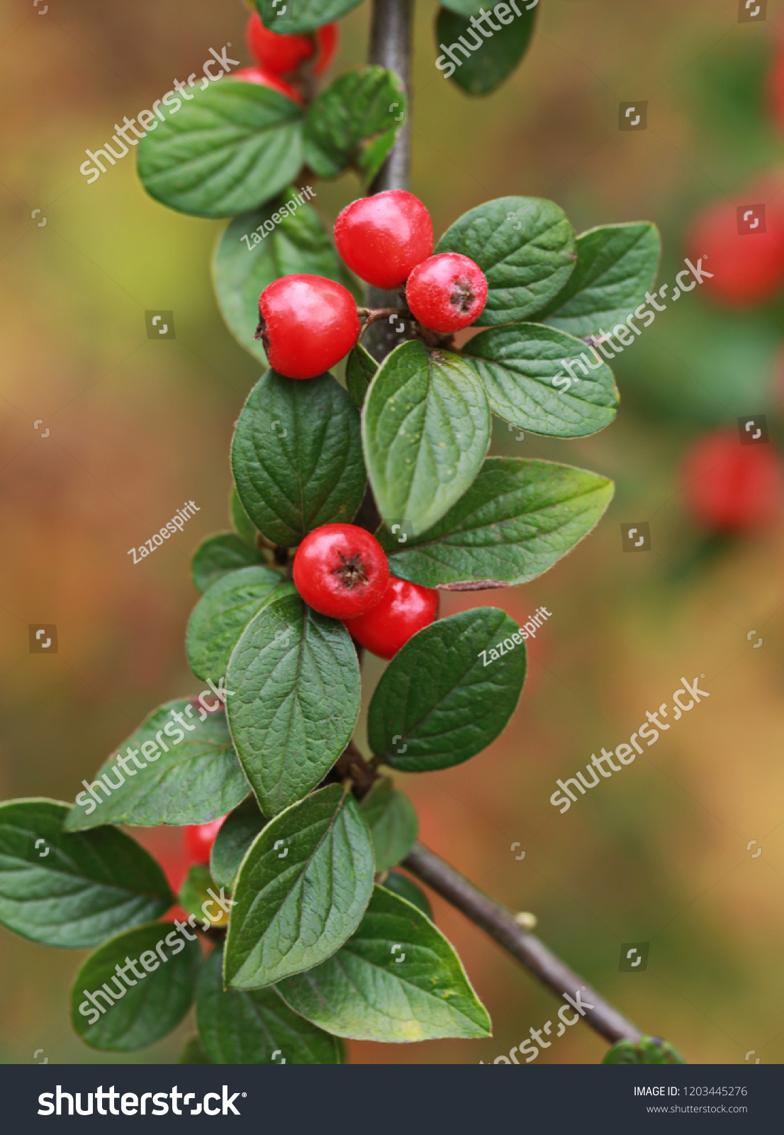 Red autumn berries #1203445276