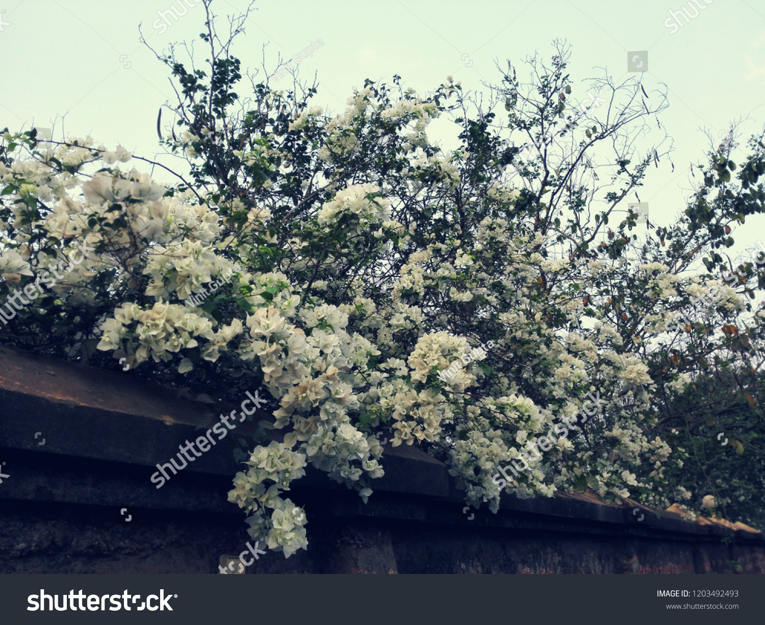 White Flower Bouquet Goa #1203492493