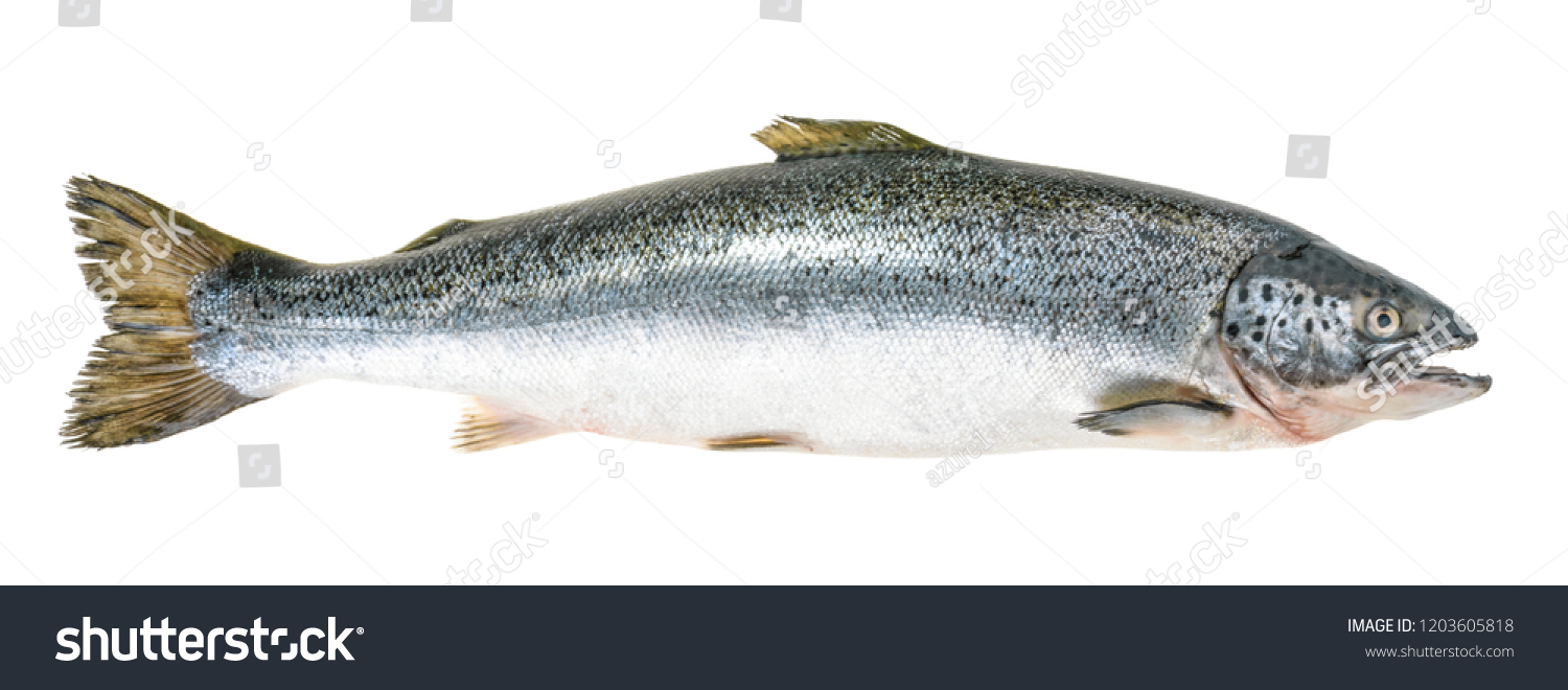 Salmon fish isolated on white without shadow #1203605818