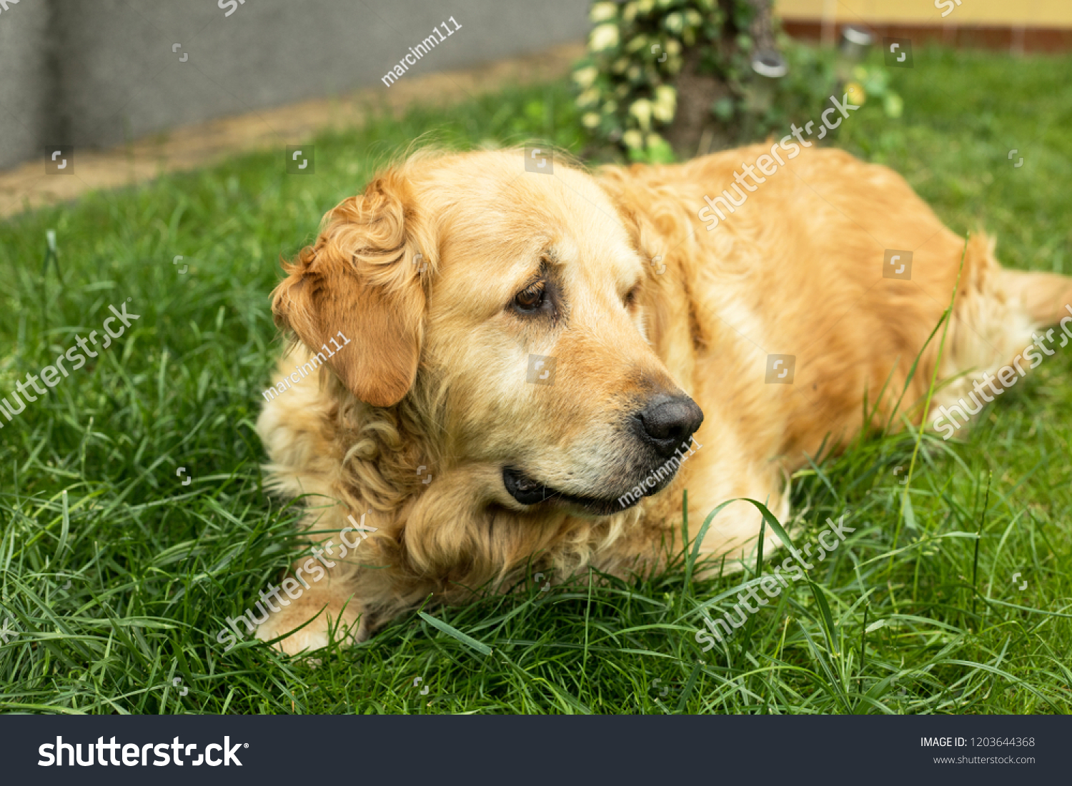 golden retriever dog backyard portrait #1203644368
