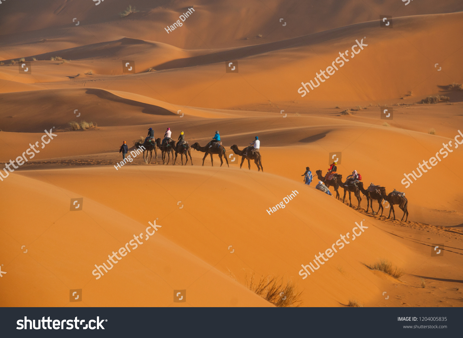 Tourists are riding camels through Sahara desert.  #1204005835