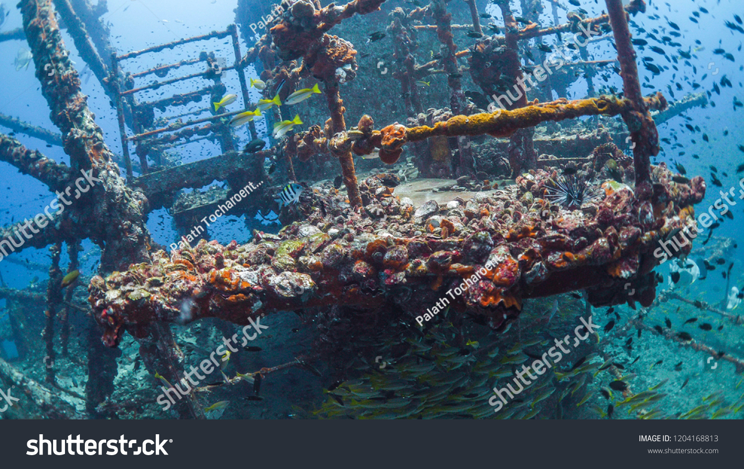 Ship wreck is new house for underwater animal as fish. #1204168813