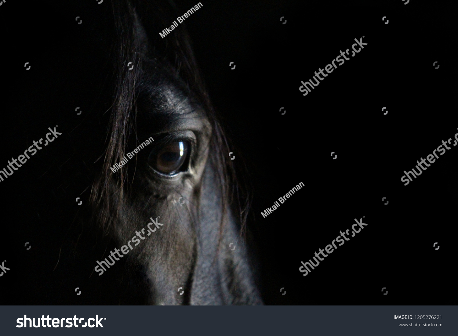 Thoughtful horse eye portrait. #1205276221