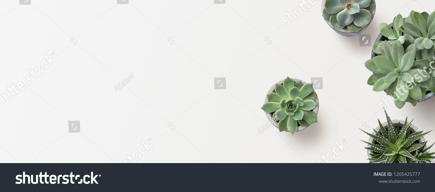 minimalist modern banner or header with succulent plants on a white surface with lots of copyspace for your text - top view / flat lay #1205425777