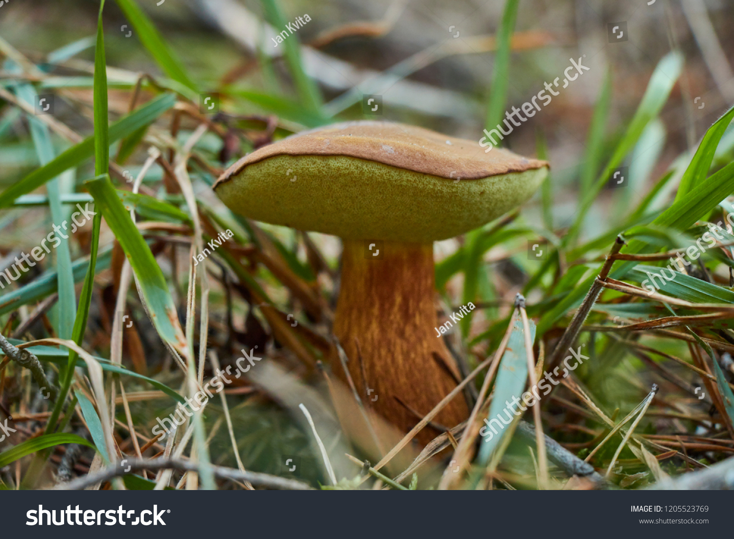 Closeup of brown beautiful pine boletus mushroom. #1205523769