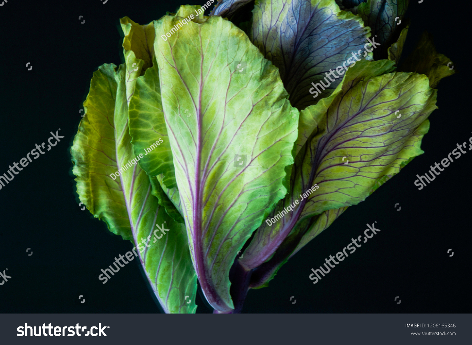 An ornamental cabbage or ornamental kale plant with green and purple leaves in close-up or set against a plain black or dark background. #1206165346
