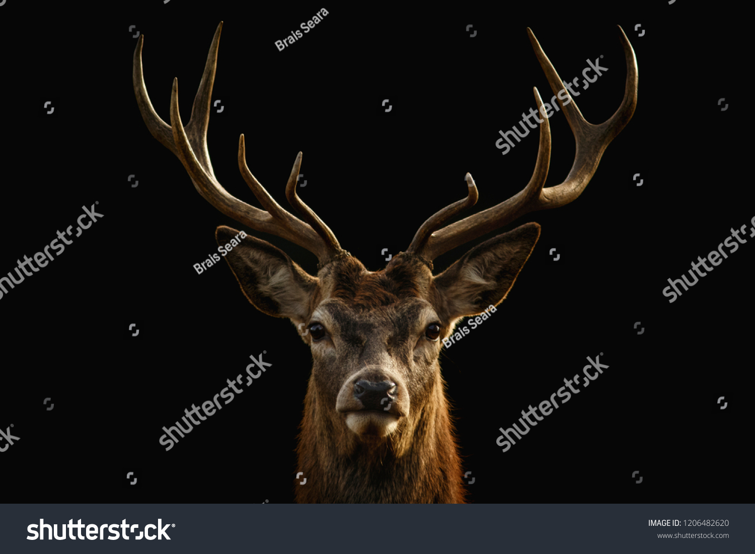 Red deer portrait on black background. #1206482620