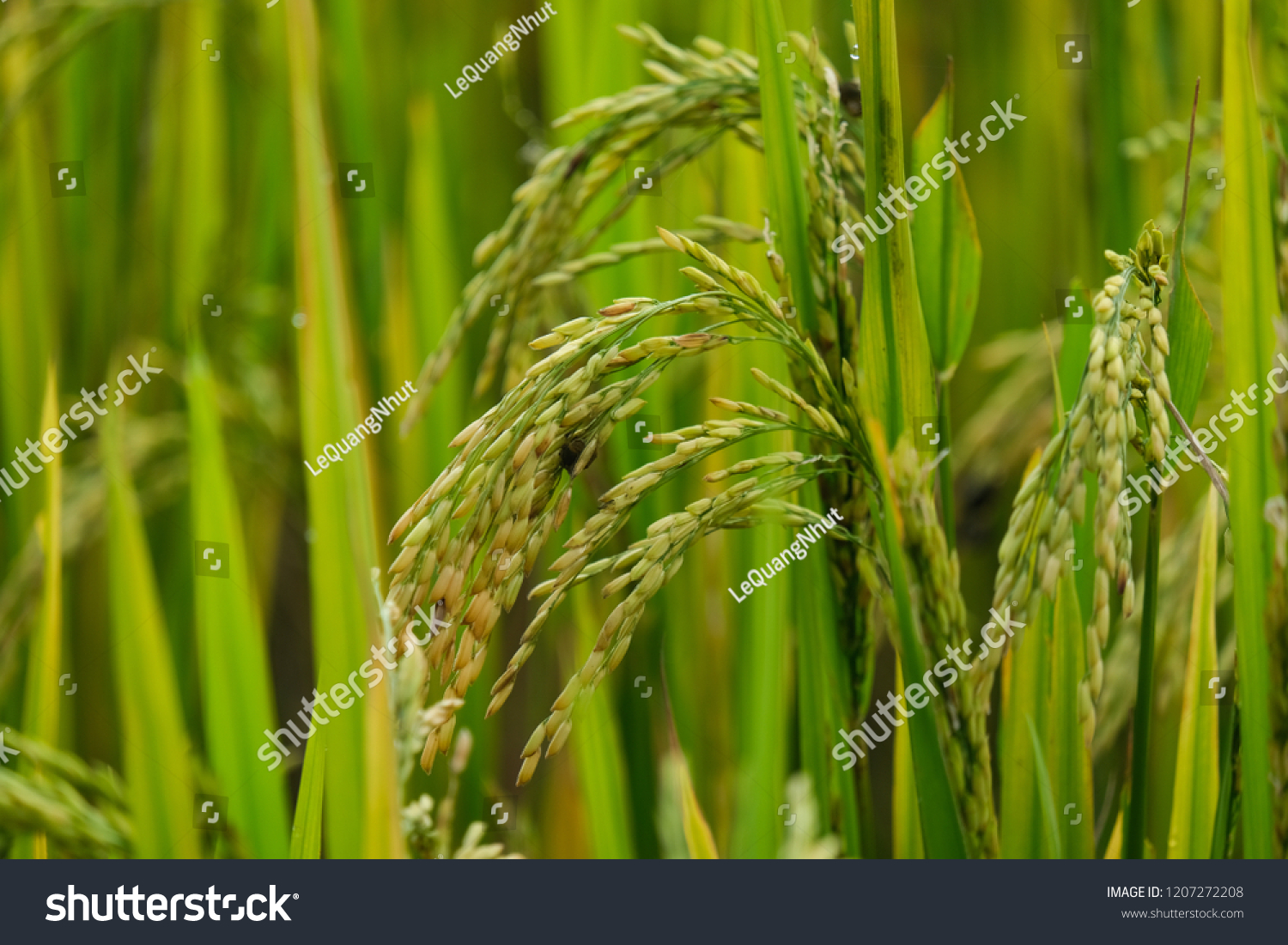 Rice field. Closeup of yellow paddy rice field with green leaf in autumn. Royalty high-quality free stock image of beautiful close up of organic rice fields or paddy field prepare the harvest #1207272208