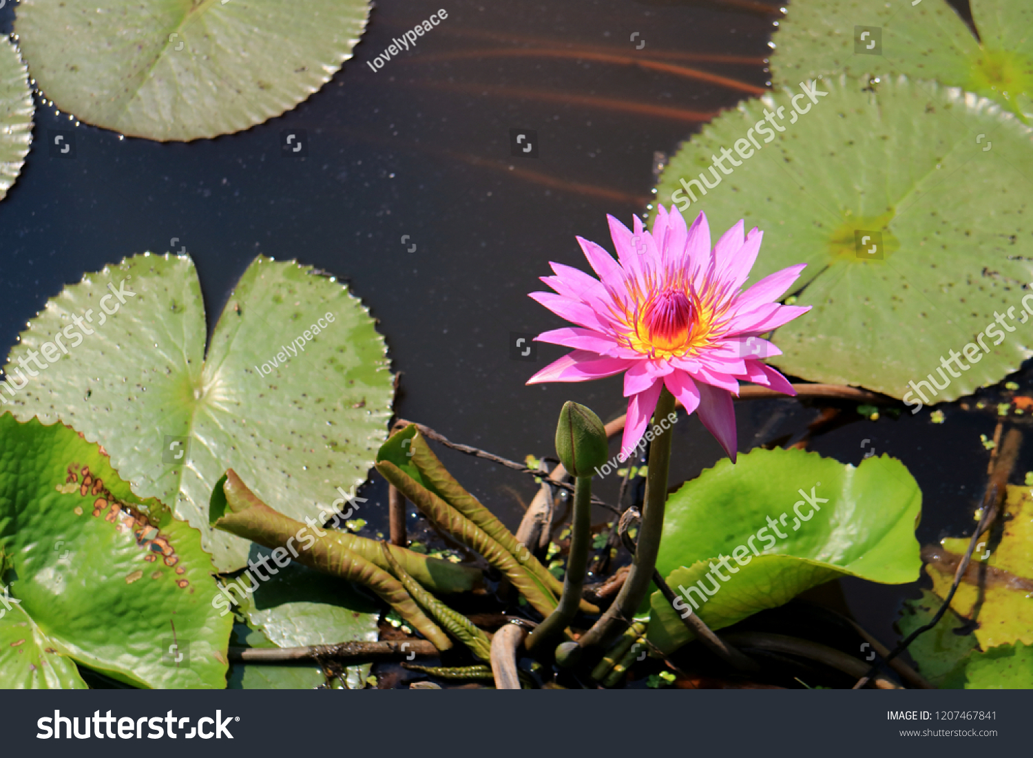 Vibrant Pink Blooming Lotus Flower with a Green Flower Bud in the Morning Sunlight #1207467841