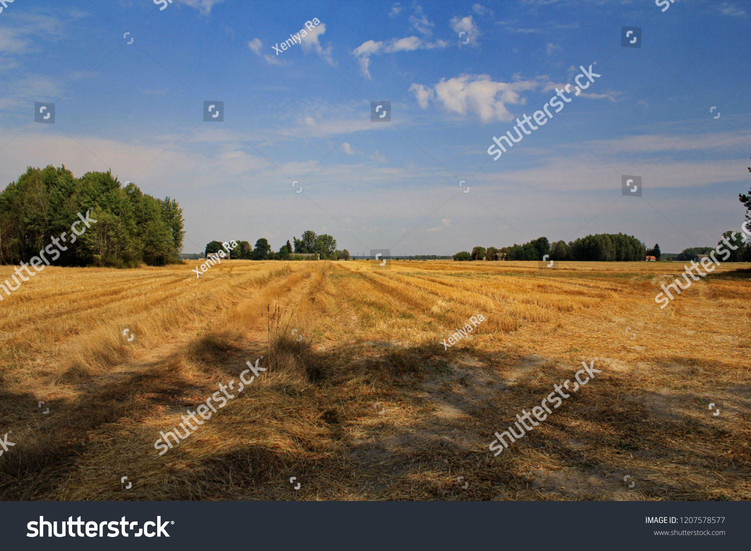 sky landscape environment Plant Field Land tranquil scene #1207578577