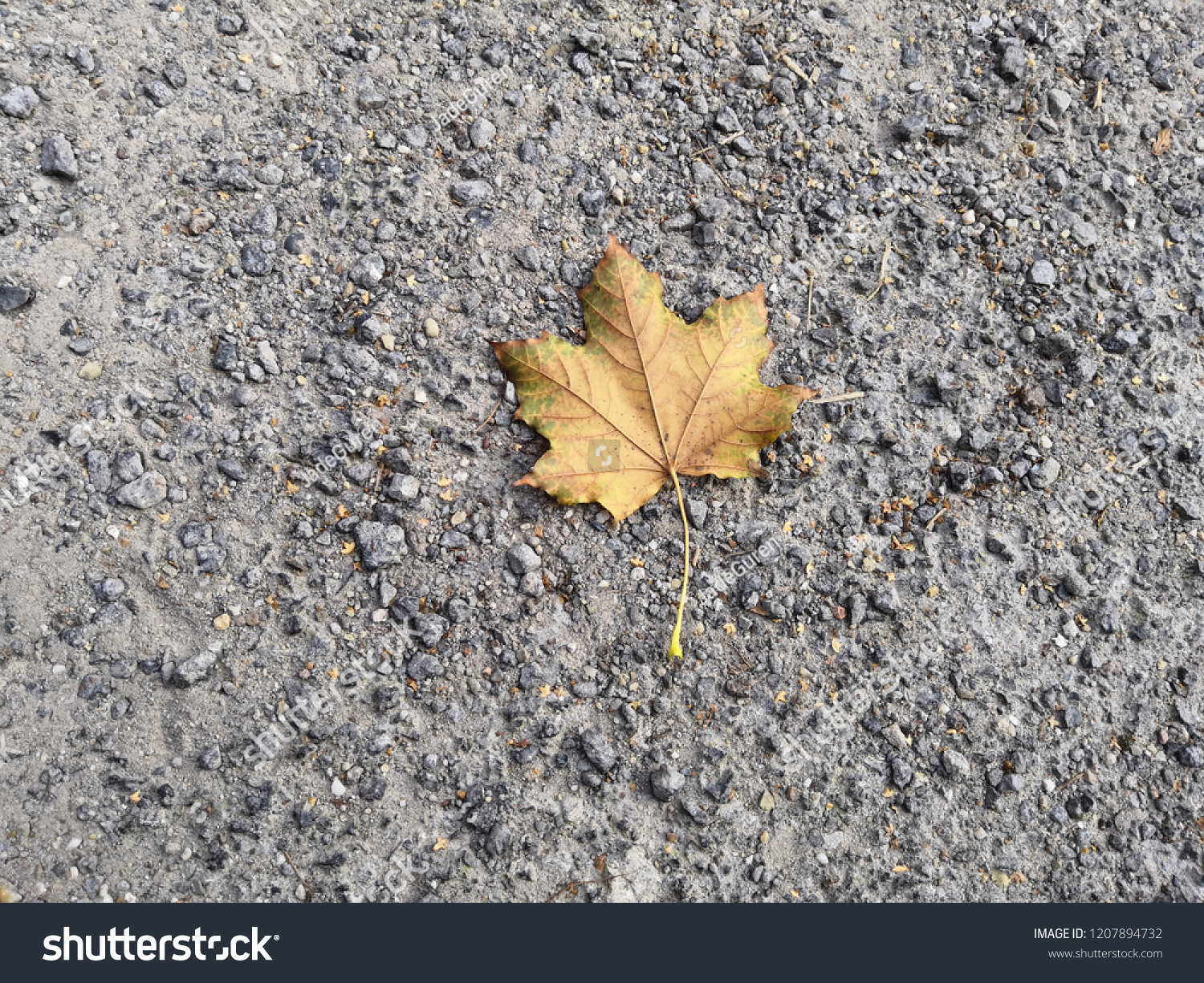 lonely leaf on gravel #1207894732