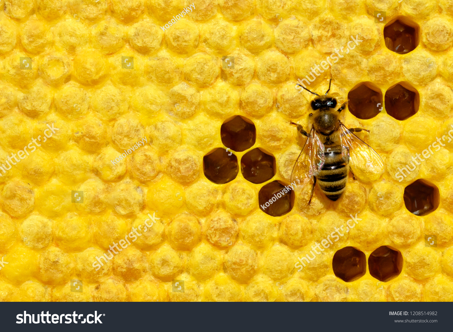 Macro photo of honey bee on a honeycomb with bee larvae. Reproduction of bees. Bees Broods. #1208514982