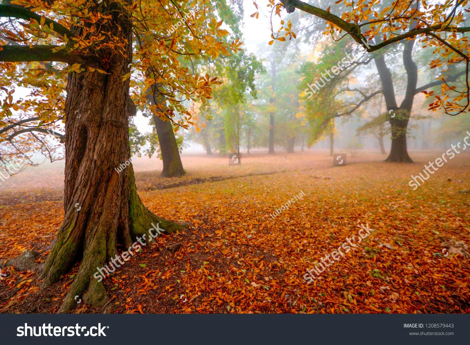 Misty forest in Czech Republic #1208579443