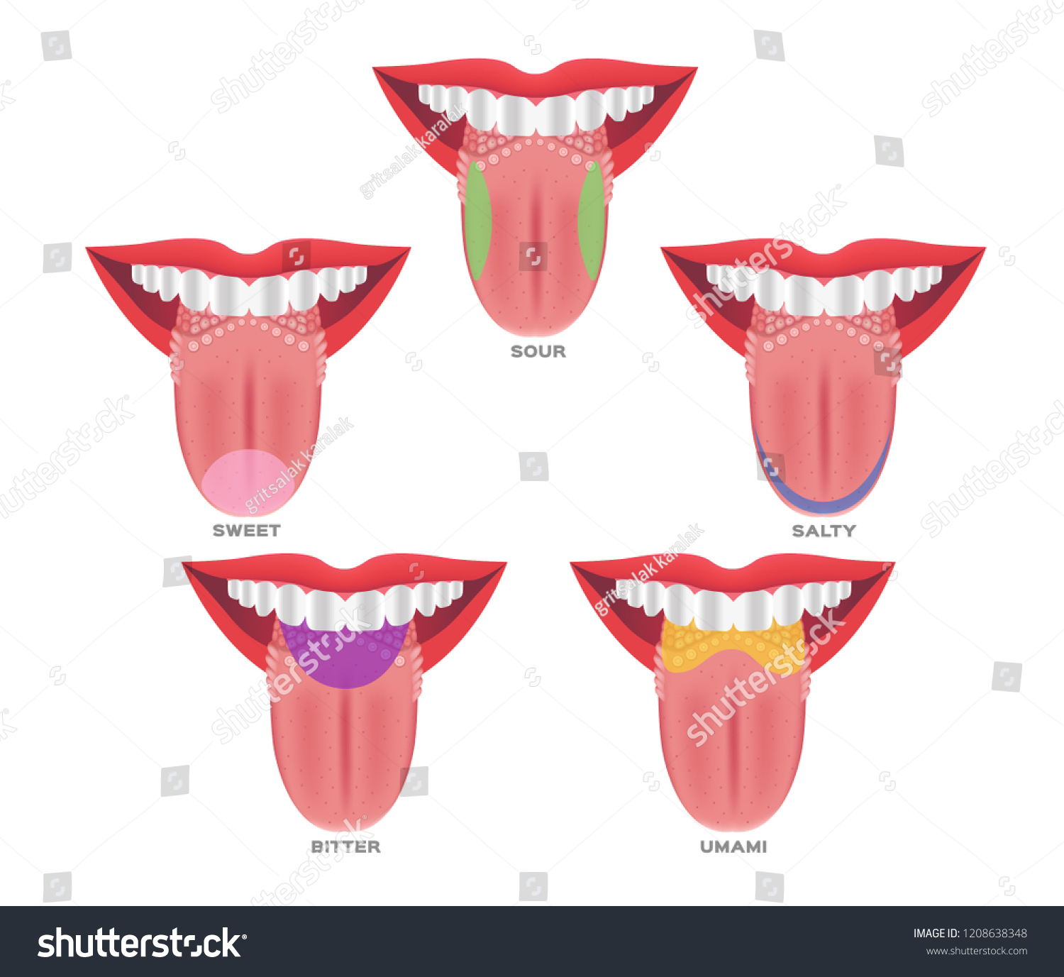 Taste map of the tongue with its four taste - Royalty Free Stock Vector ...