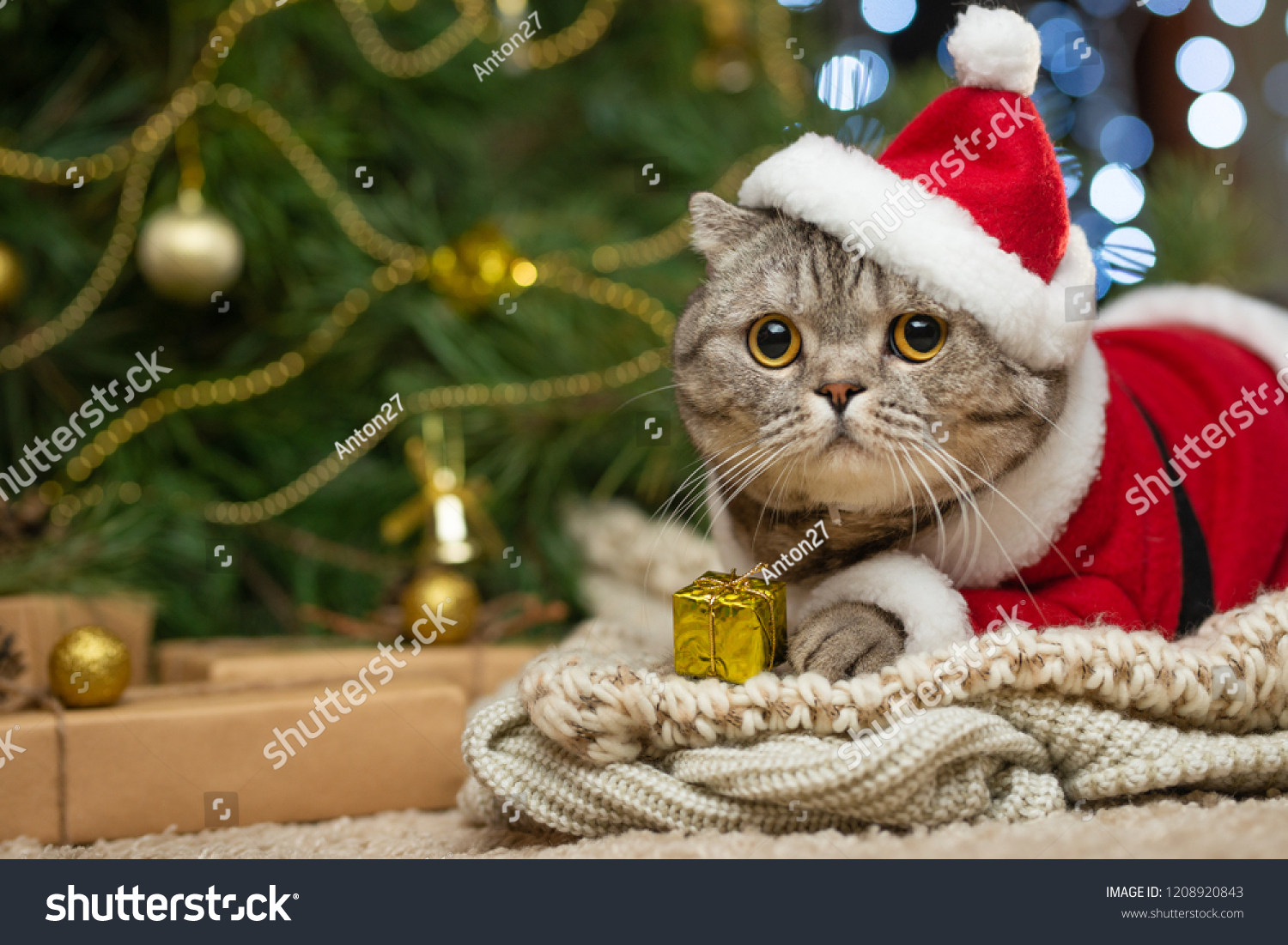 Tabby and the happy cat. Christmas season 2018, new year, holidays and holidays #1208920843