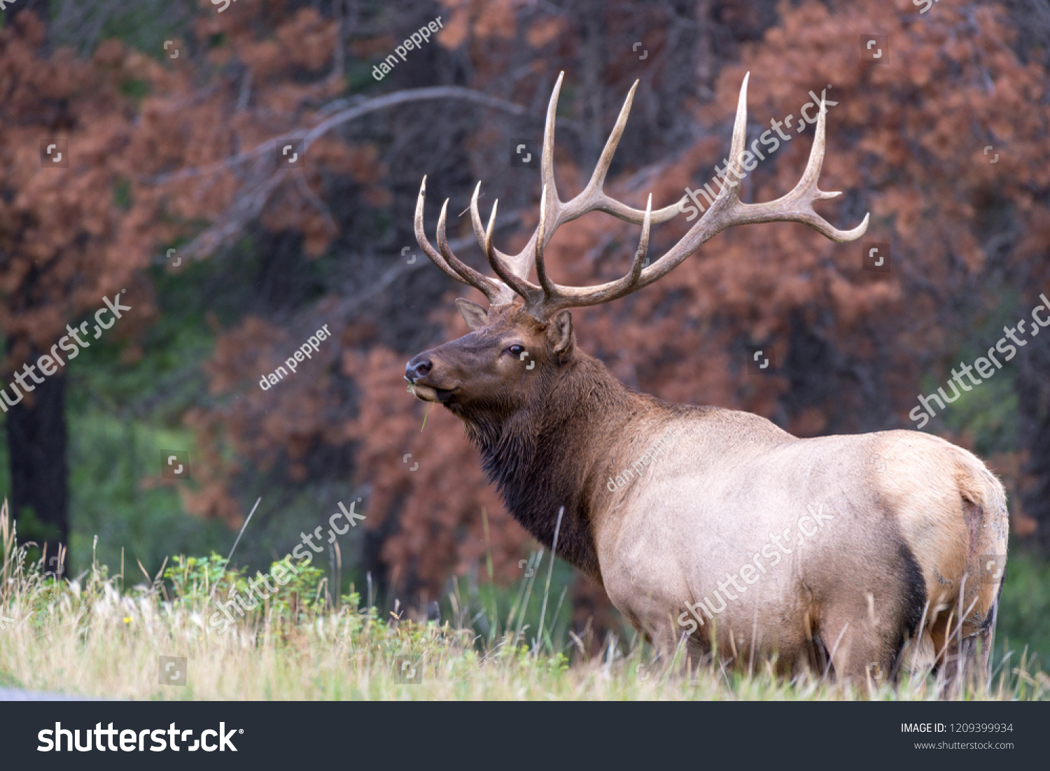 A very large bull elk standing over the edge of a hill in front of beetle killed pine trees #1209399934