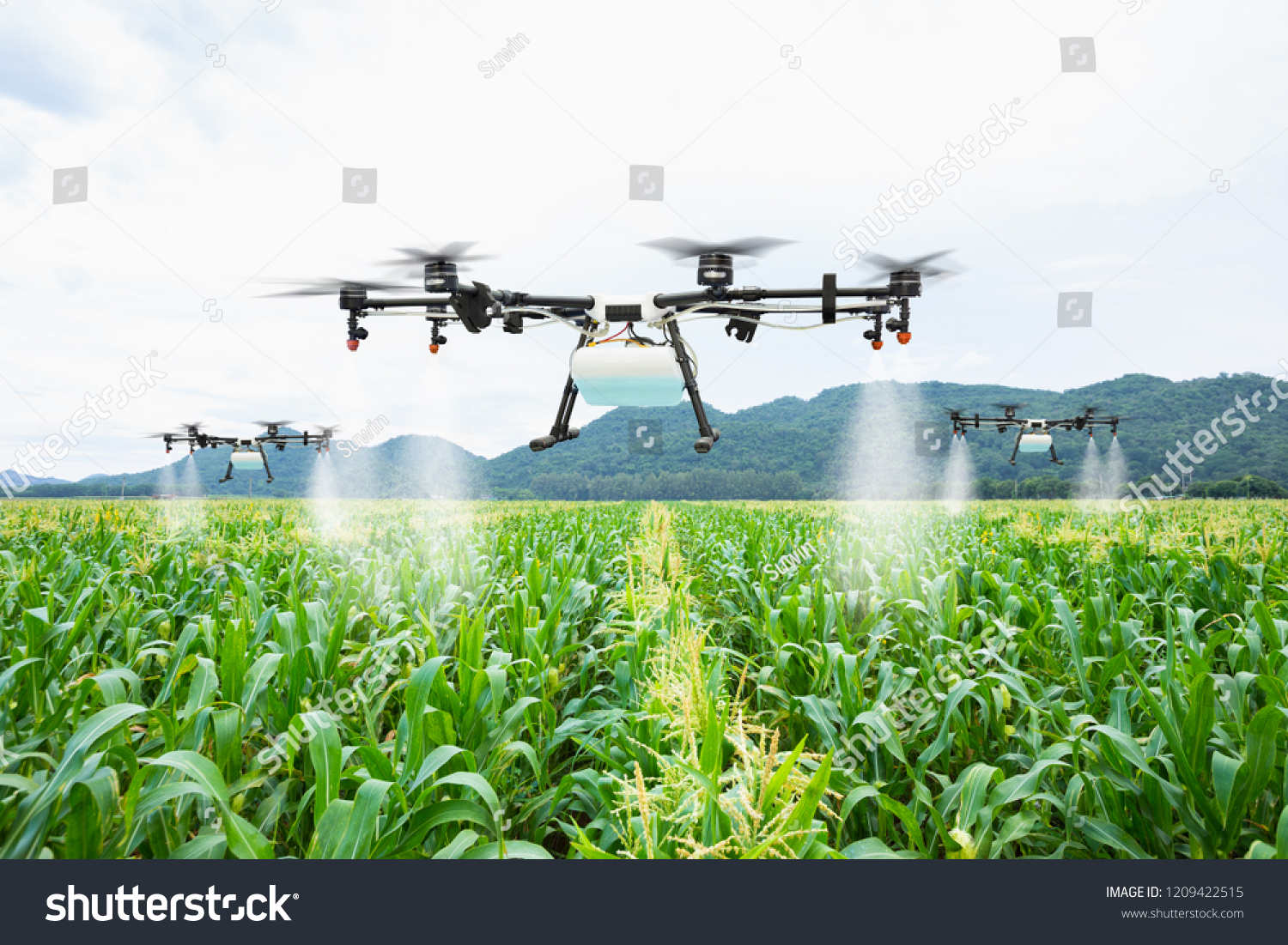 Agriculture drone fly to sprayed fertilizer on the sweet corn fields #1209422515