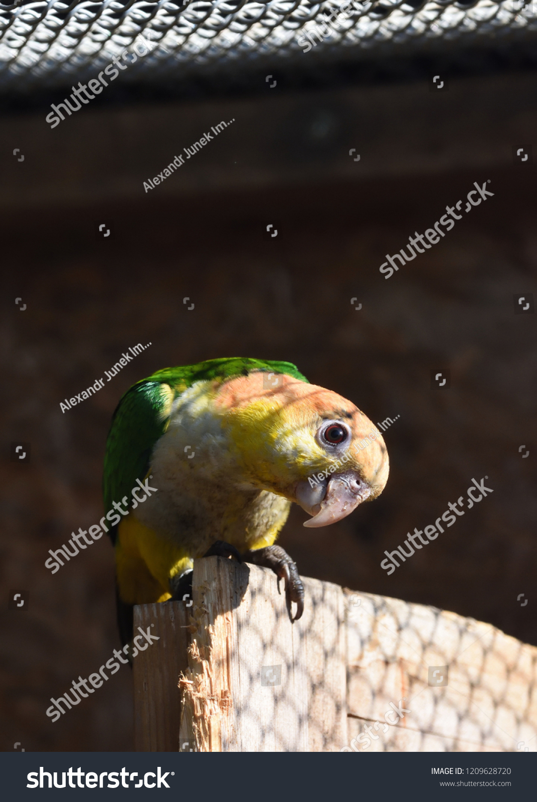 Curious Amazon parrot taking sunbath in an aviary #1209628720