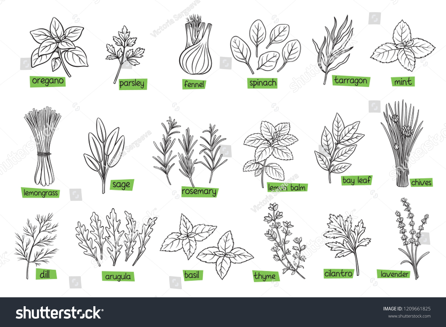 Popular culinary herbs, hand drawn vector illustration. Bay leaf, lemongrass, fennel, dill, cilantro and chives. Thyme, lemon balm, tarragon etc. Seasoning food design #1209661825