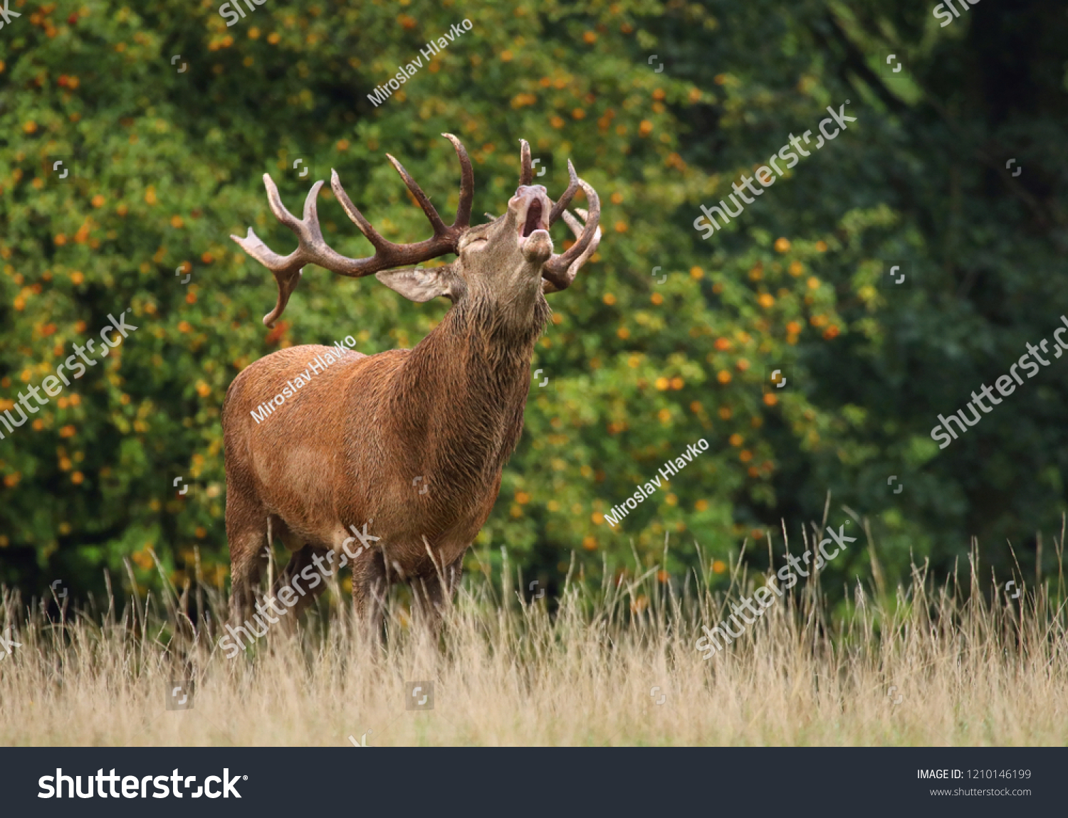 Red deer Cervus elaphus male #1210146199