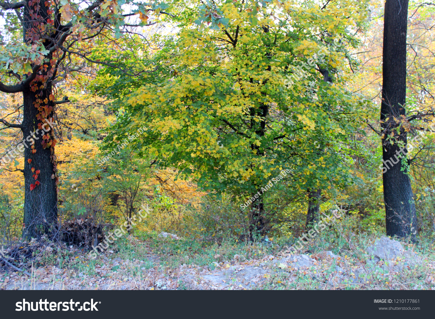 Beautiful autumn landscape with colorful trees. Nature background. Autumn season #1210177861