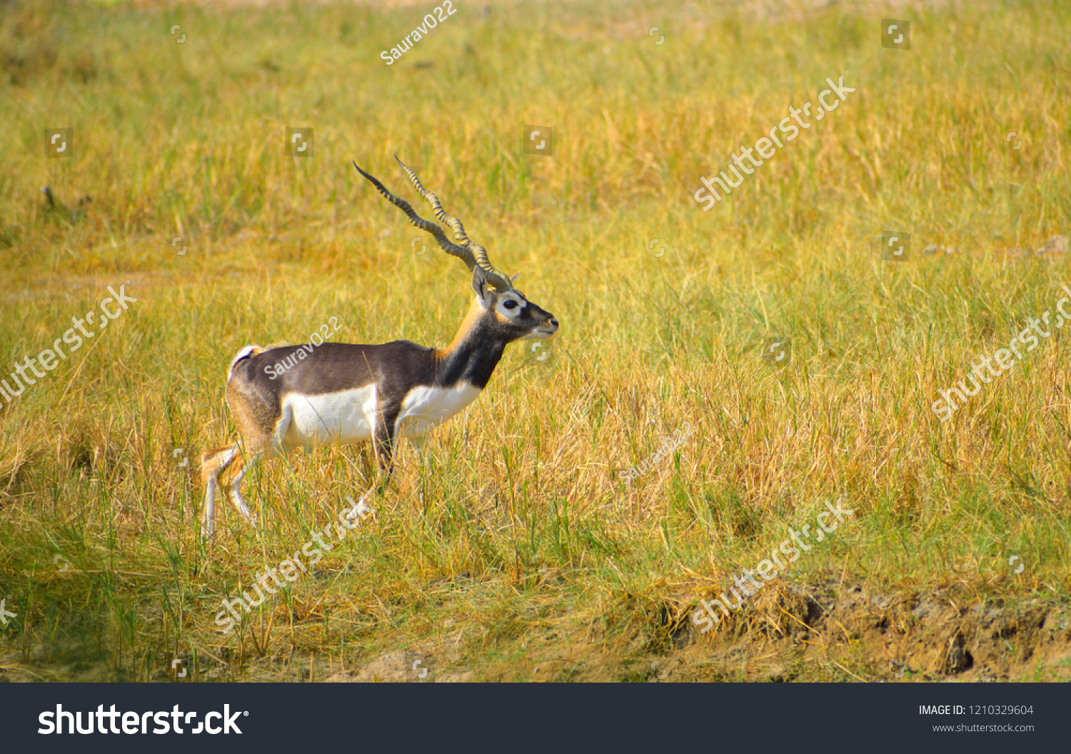 The blackbuck or Indian antelope in the forest. #1210329604