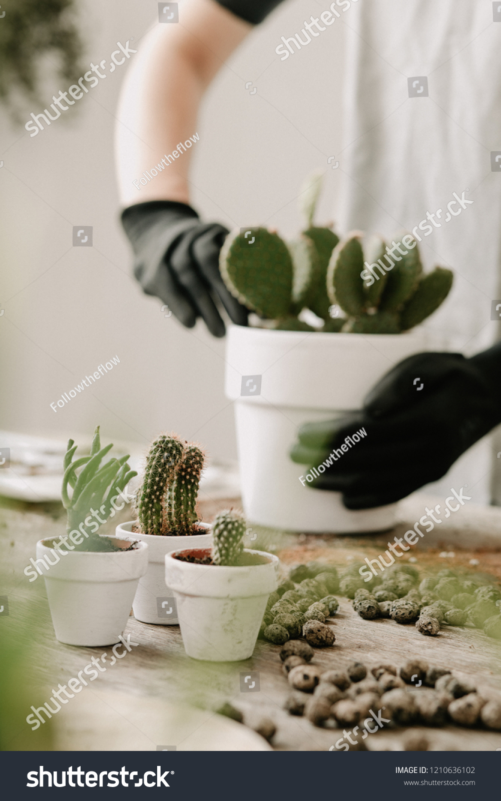 Gardeners hand planting cacti and succulents in white pots on the wooden table. Concept of home gardener.  #1210636102