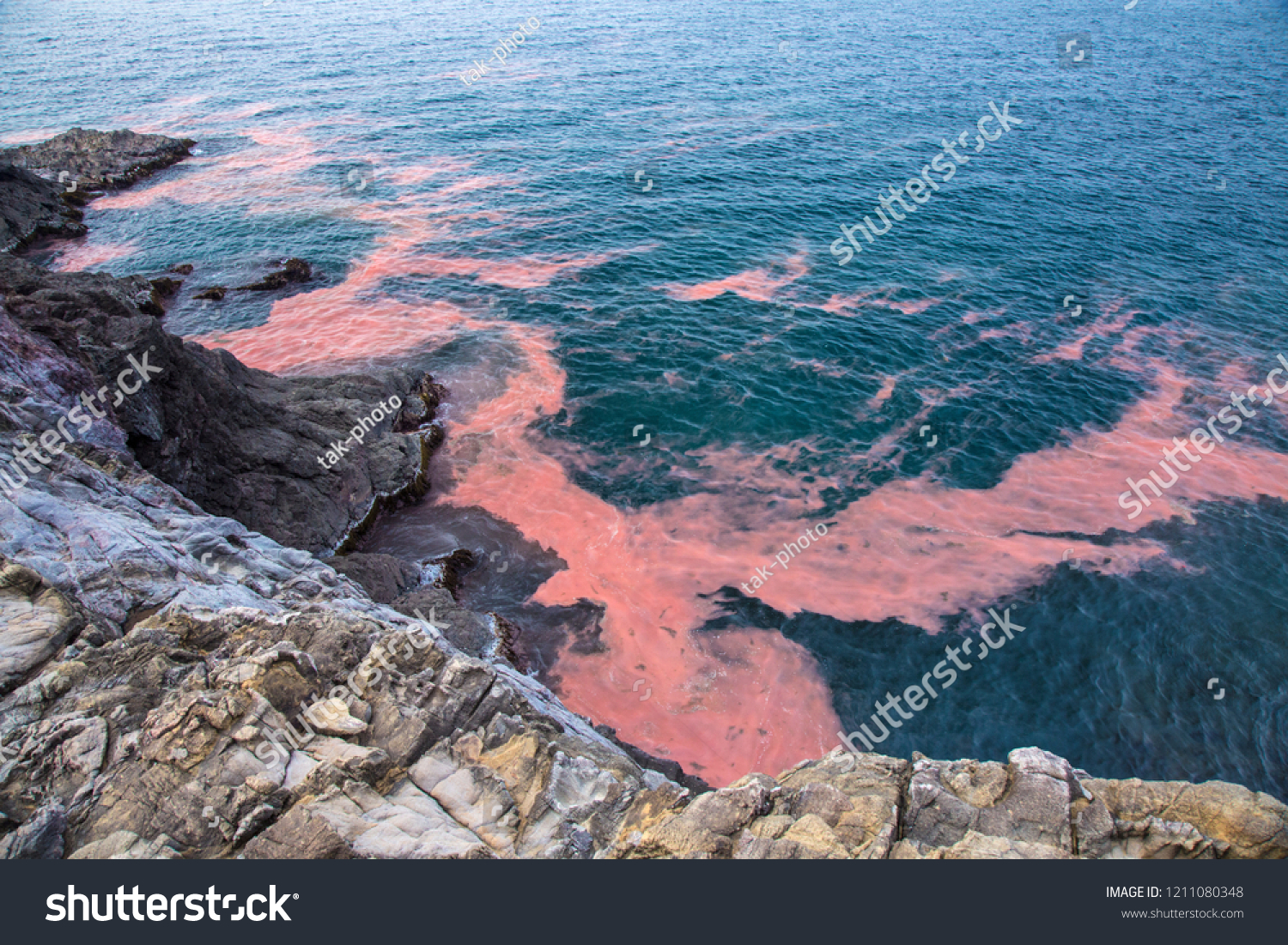 Red tide flowing to the coast of Yamaguchi prefecture in Japan #1211080348