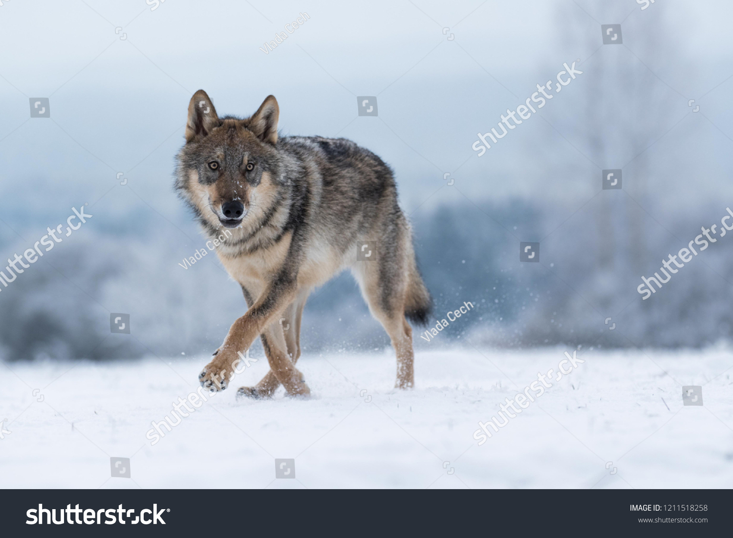 wolf in snow, attractive winter scene with wolf, close to wolf in snow #1211518258