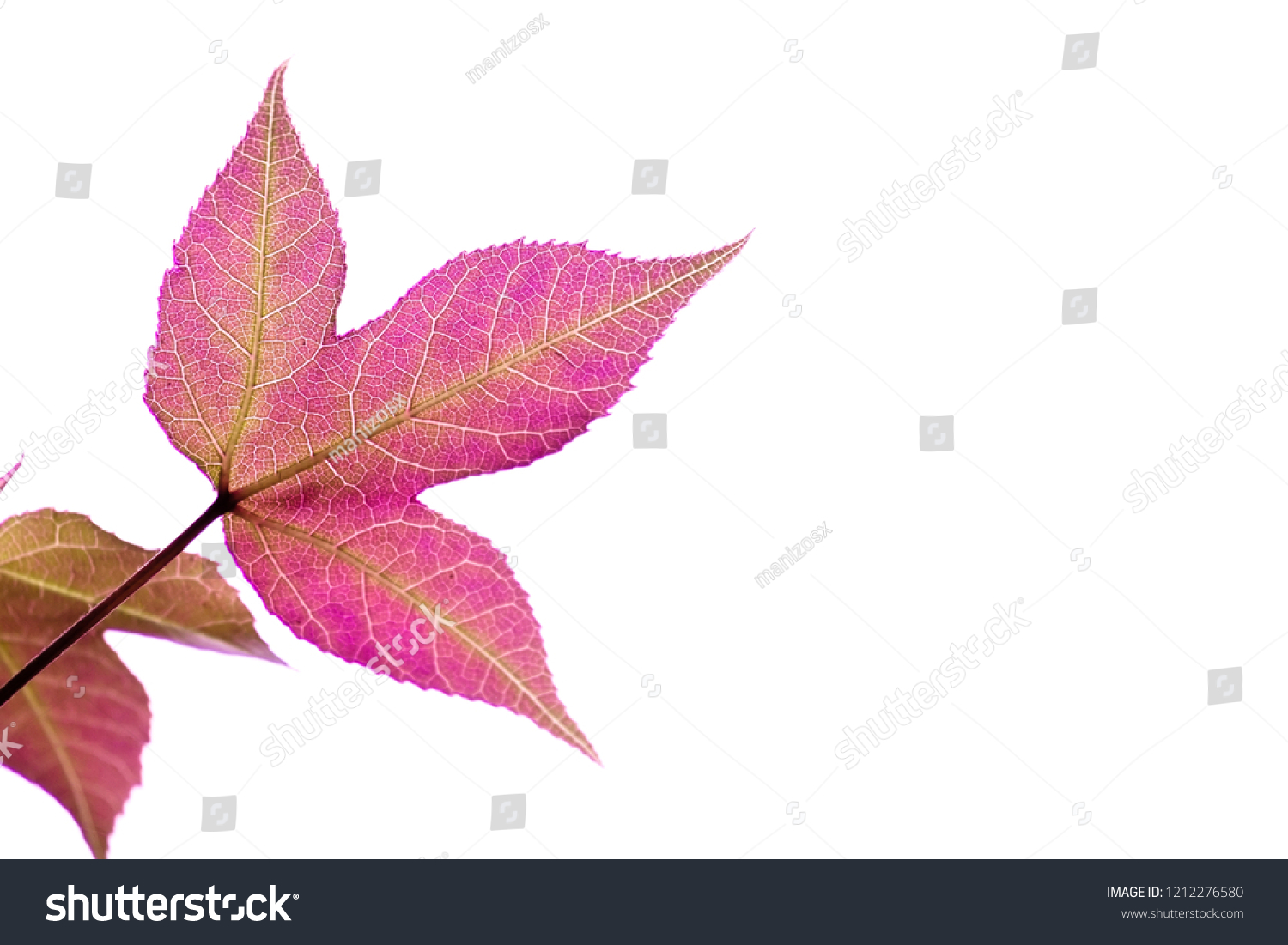 magenta leaves with white background #1212276580