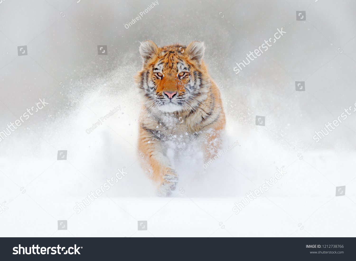 Tiger running in the snow, wild winter nature. Siberian Amur tiger, Panthera tigris altaica, wildlife scene with dangerous animal. Cold winter in taiga, Russia. White Snowflakes with wild cat.  #1212738766