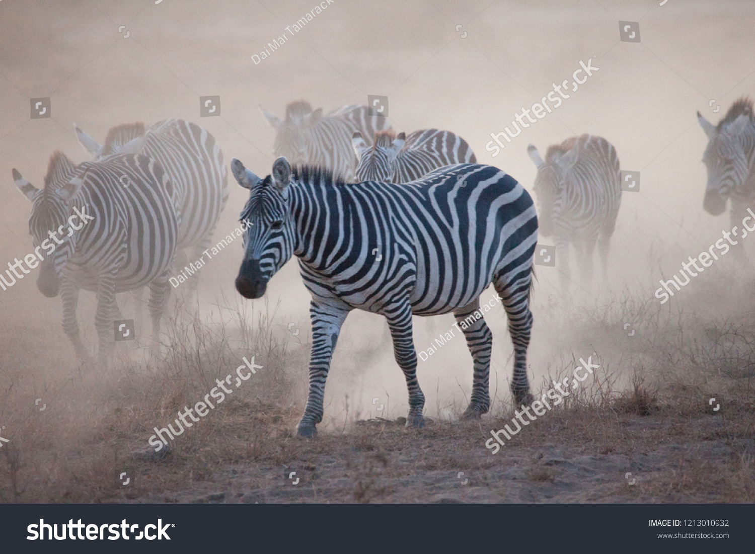 Zebras and Wildebeests Emerging from a Dust Cloud in Africa #1213010932