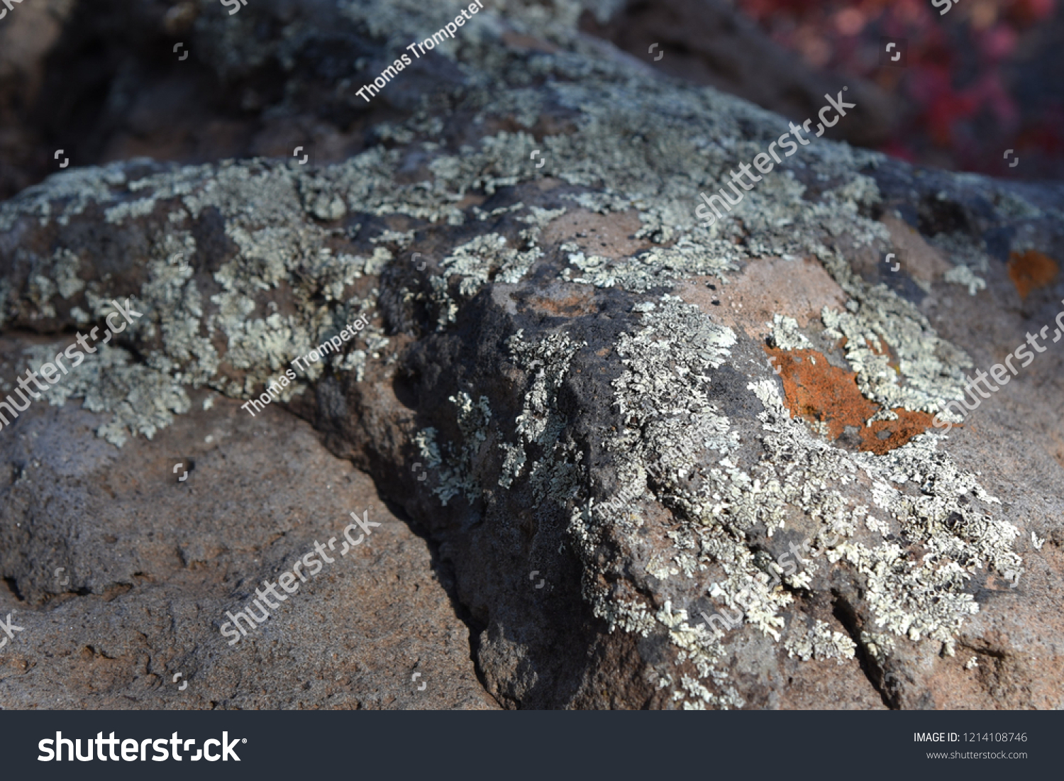 Lichen on a rock #1214108746