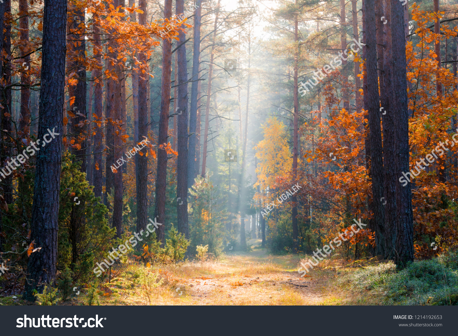 Fall nature. Fall forest. Forest with sunlight. Autumn tranquil background. Autumn scene. #1214192653