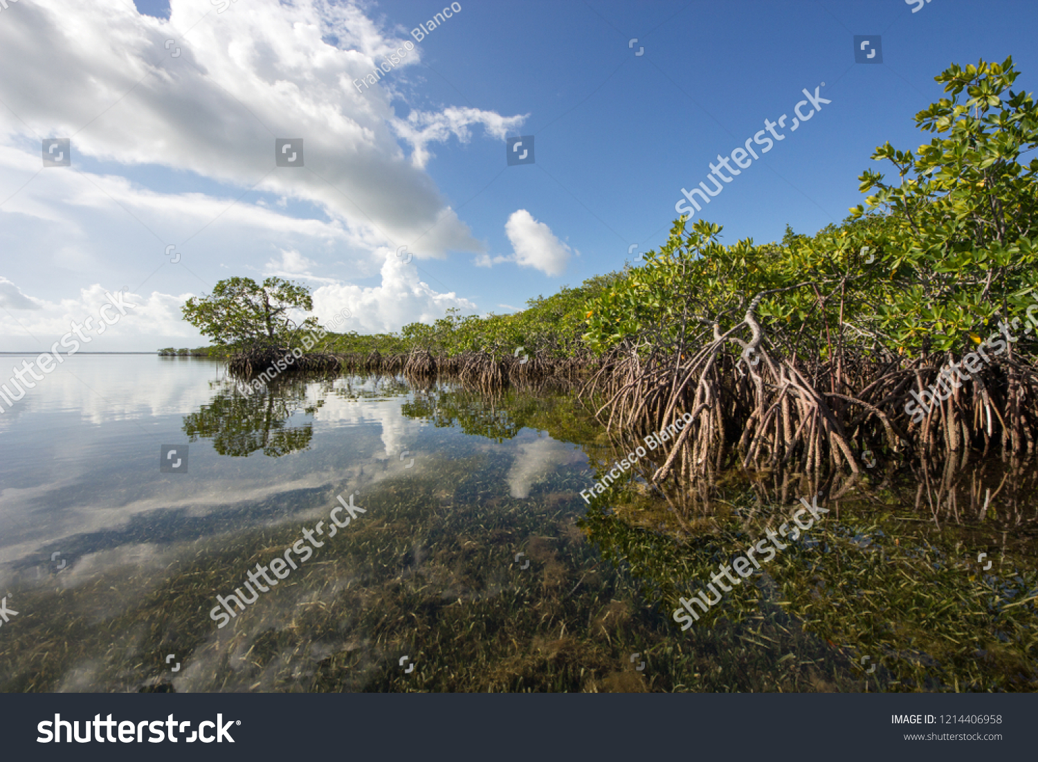 Bright white clouds reflected off an exceptionally calm South Biscayne Bay off the mangrove coast of Card Sound, Florida just west of Key Largo. #1214406958