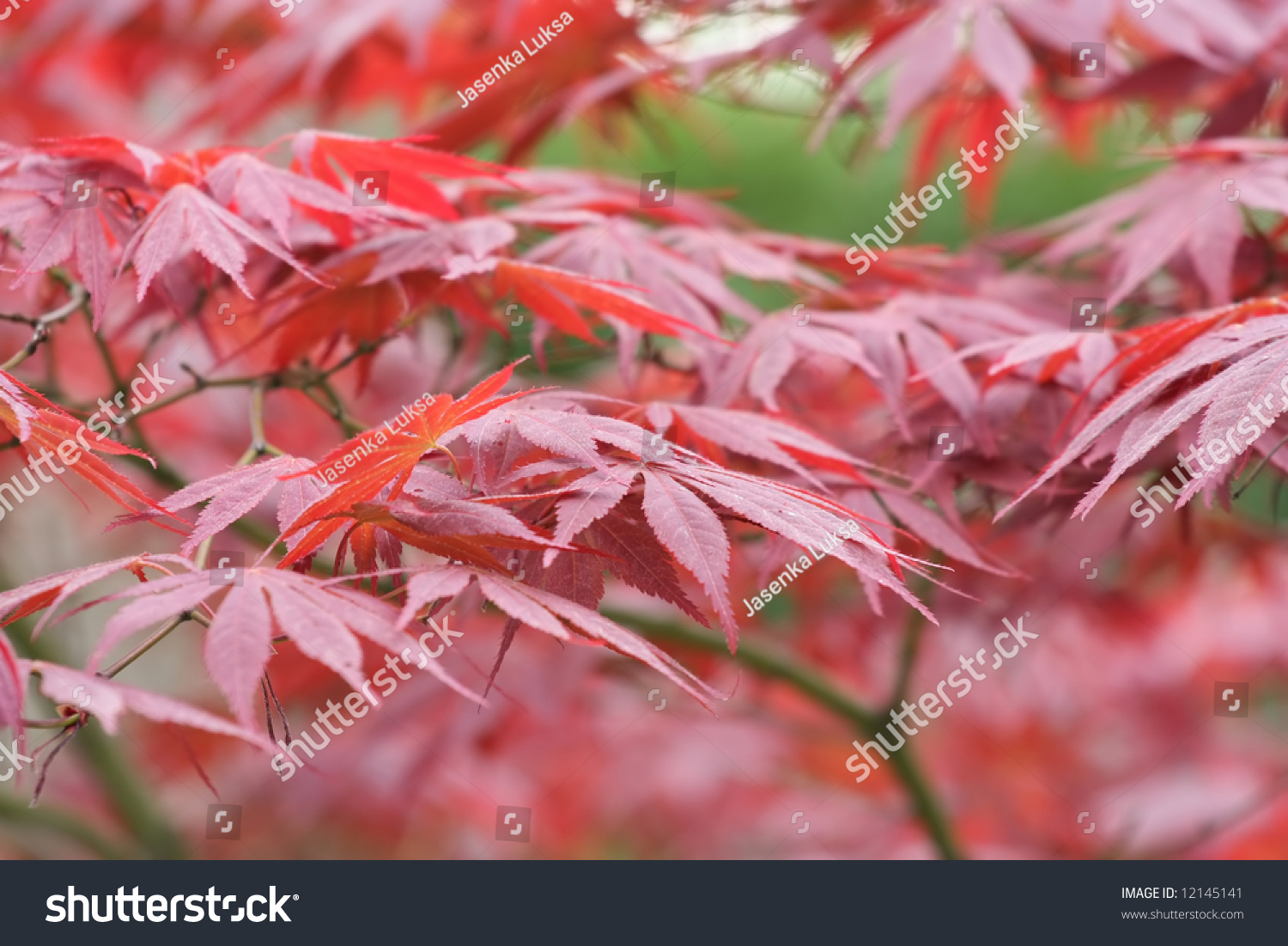 Close up of red maple leafs #12145141