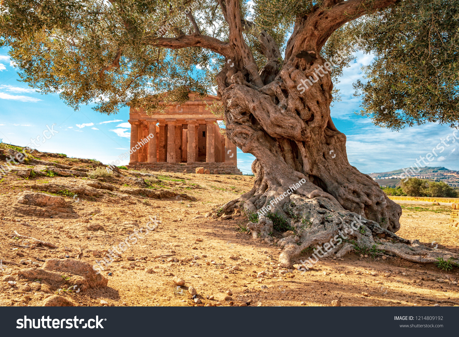 Agrigento - Temples valley
A greek temple in Sicily with an olive tree in the foreground #1214809192