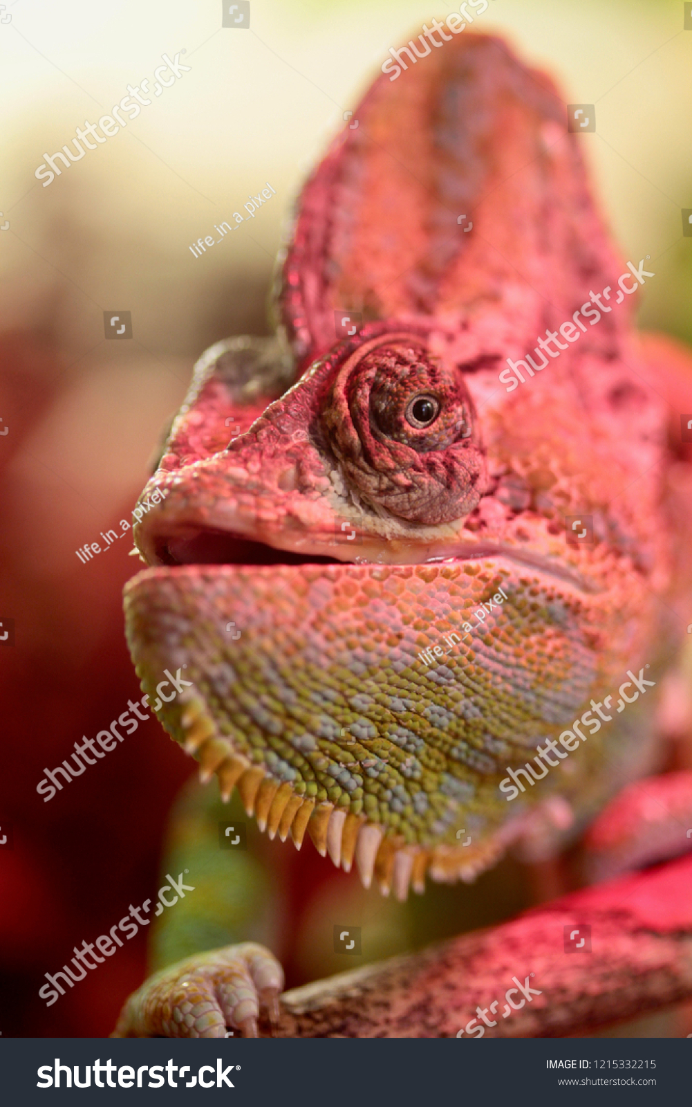 Chameleon changing color #1215332215