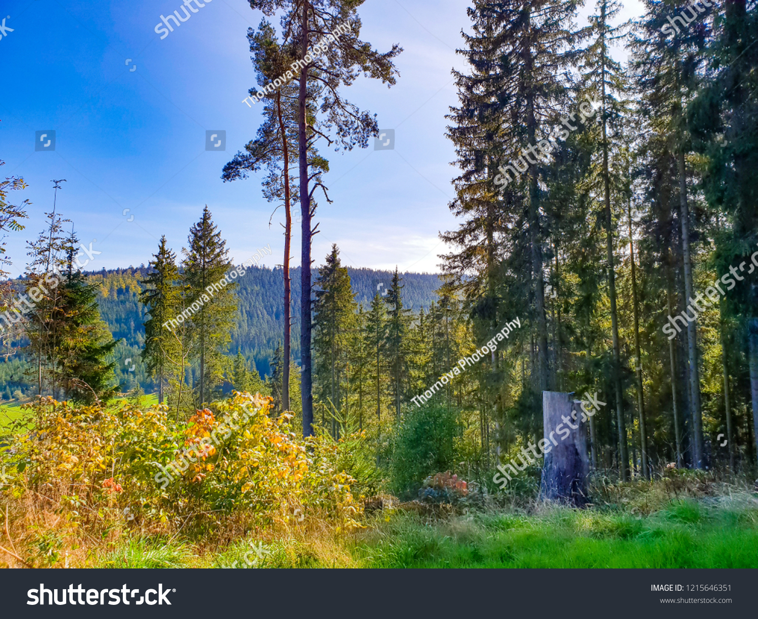 Black forest, Germany: green pine trees during the sunny day, the view on tree tops and blue sky #1215646351