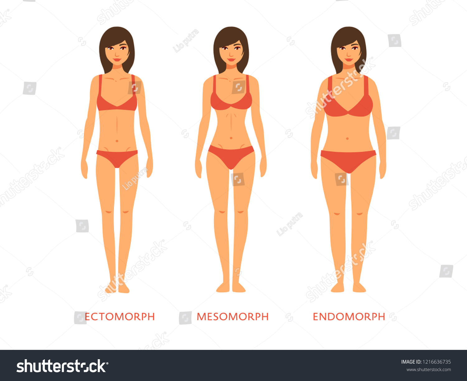 Human Body Types Women As Endomorph Ectomorph Royalty Free Stock Vector 1216636735