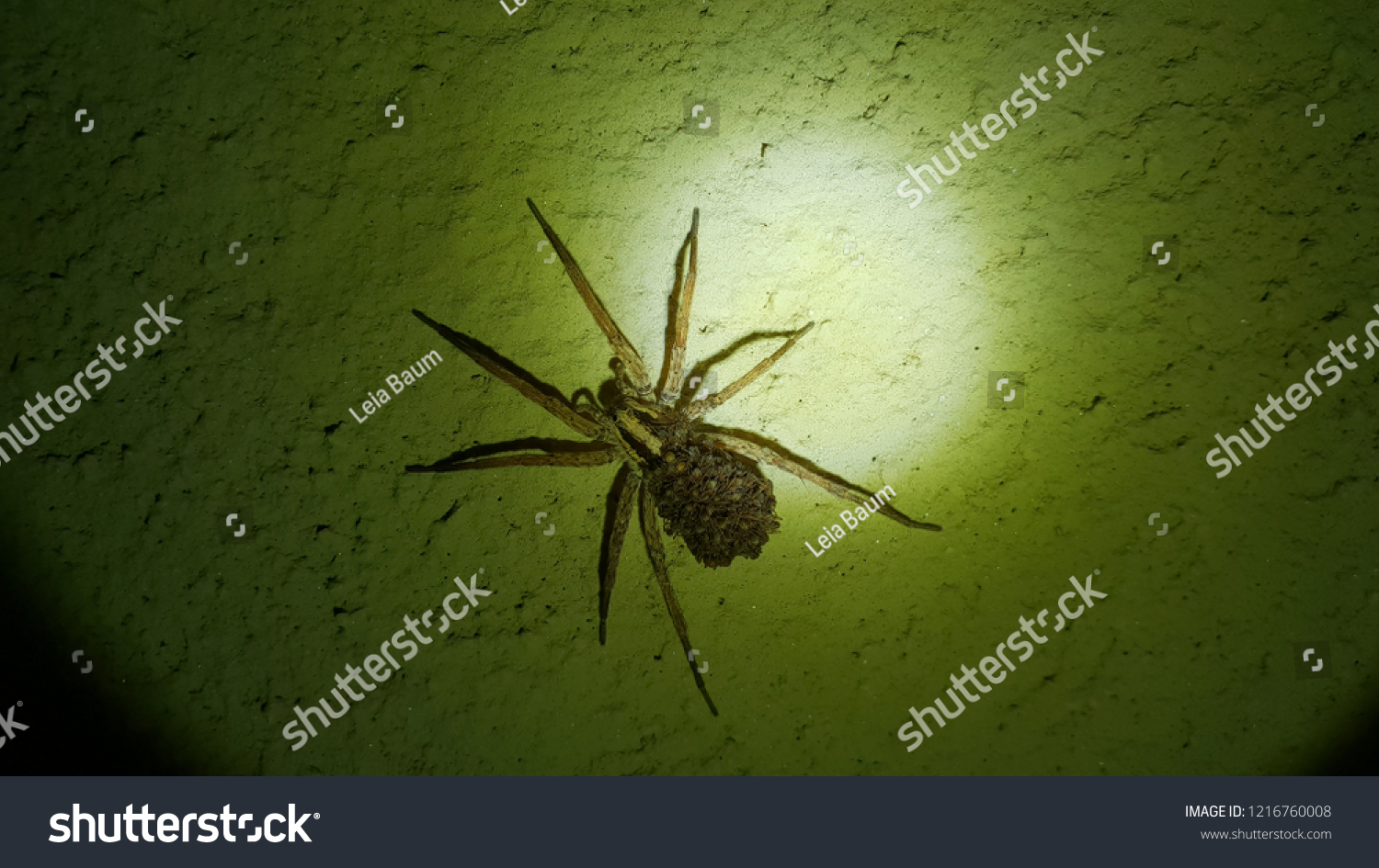 A spider and her offspring on her body #1216760008