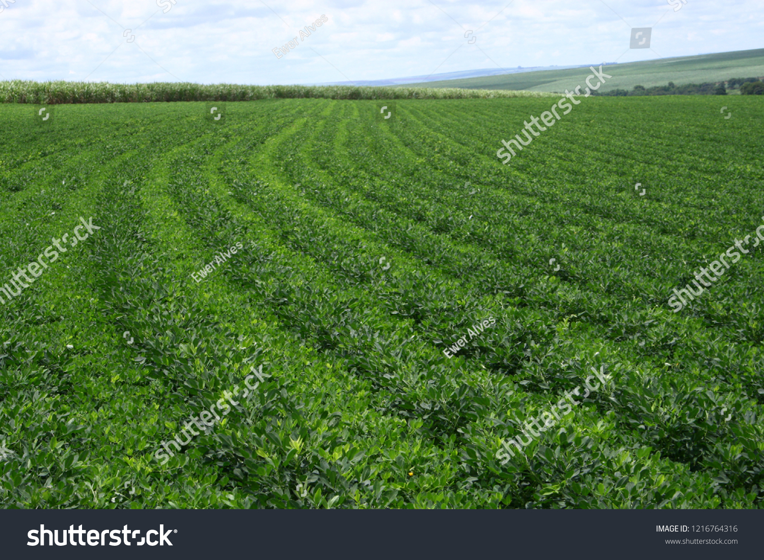 landscape of peanut farm  #1216764316