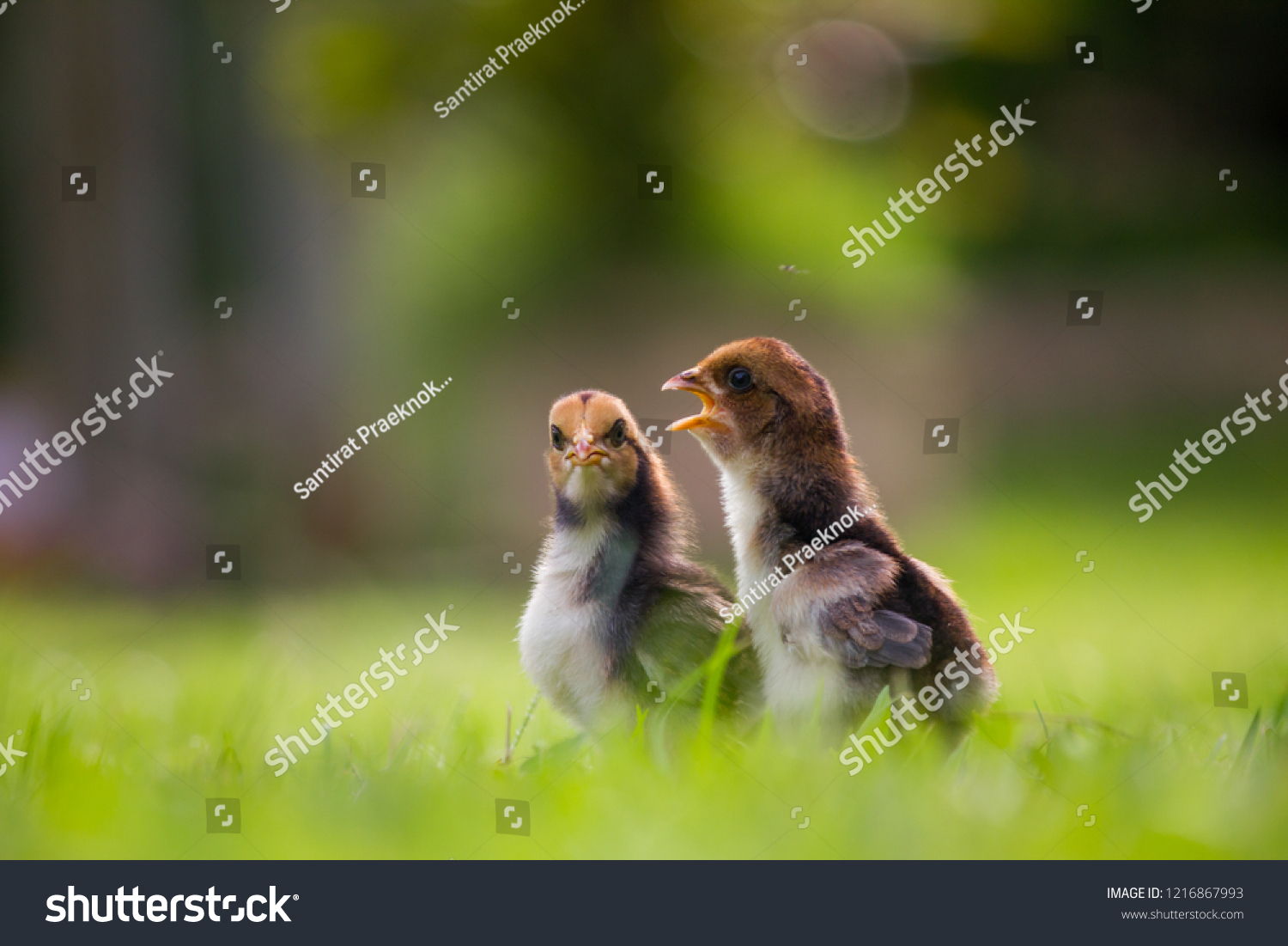 Beautiful and adorable scene of two chicks on grass fields in the farm patterns, Close up two little chickens on grass floor in the farm and on natural background for concept design and decoration #1216867993