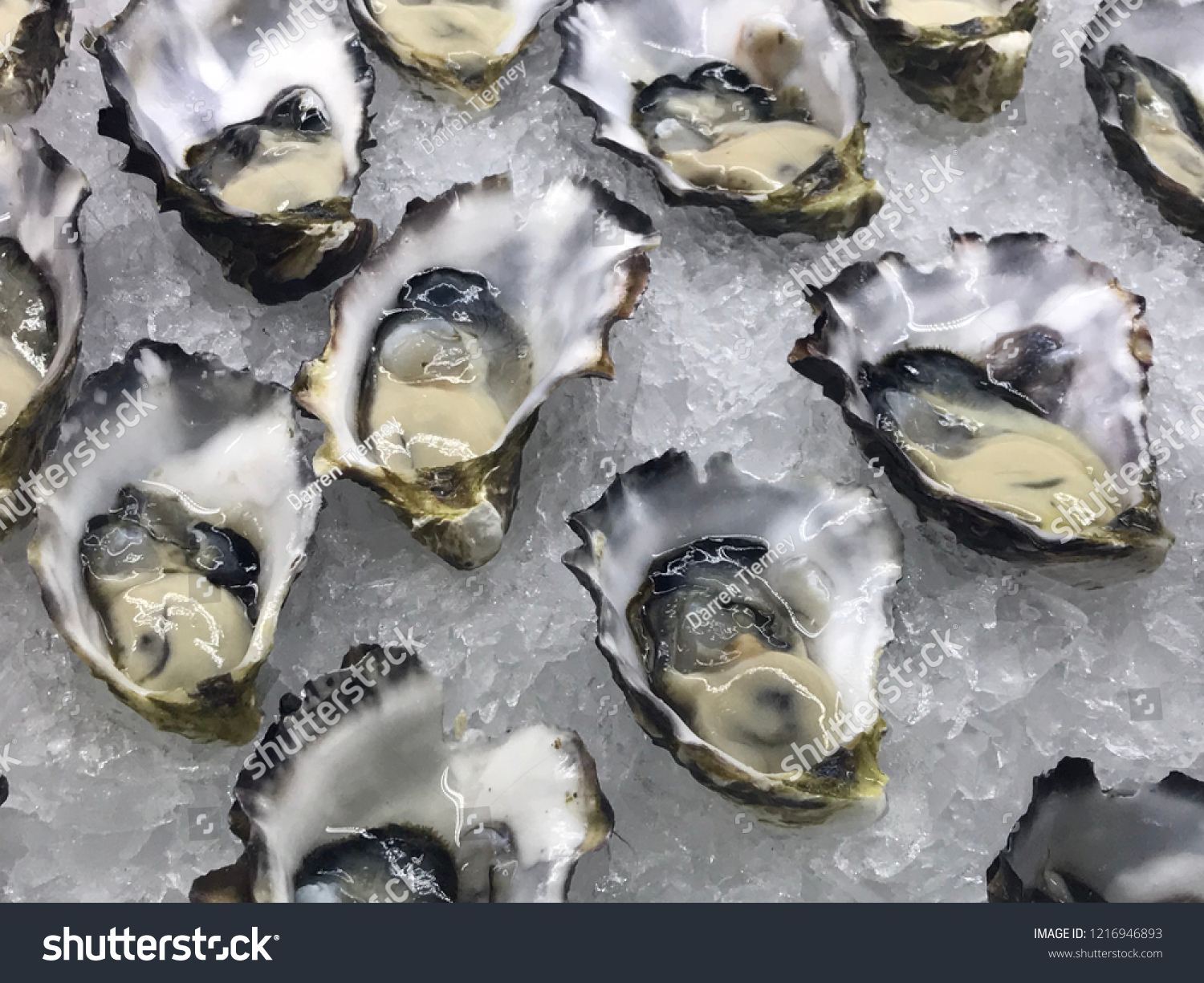 Fresh Australian oysters on ice #1216946893