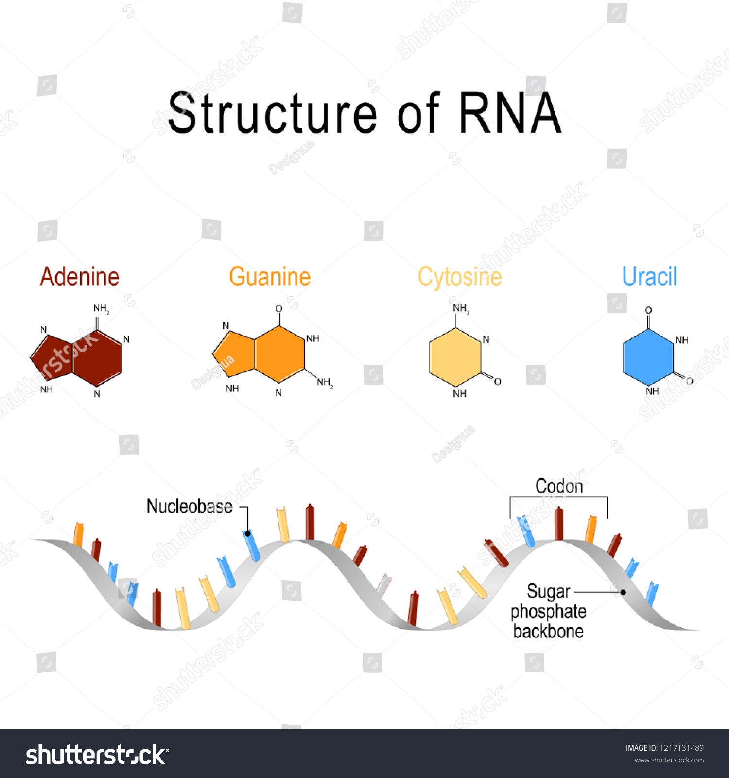 structure of RNA. vector illustration for - Royalty Free Stock Photo ...