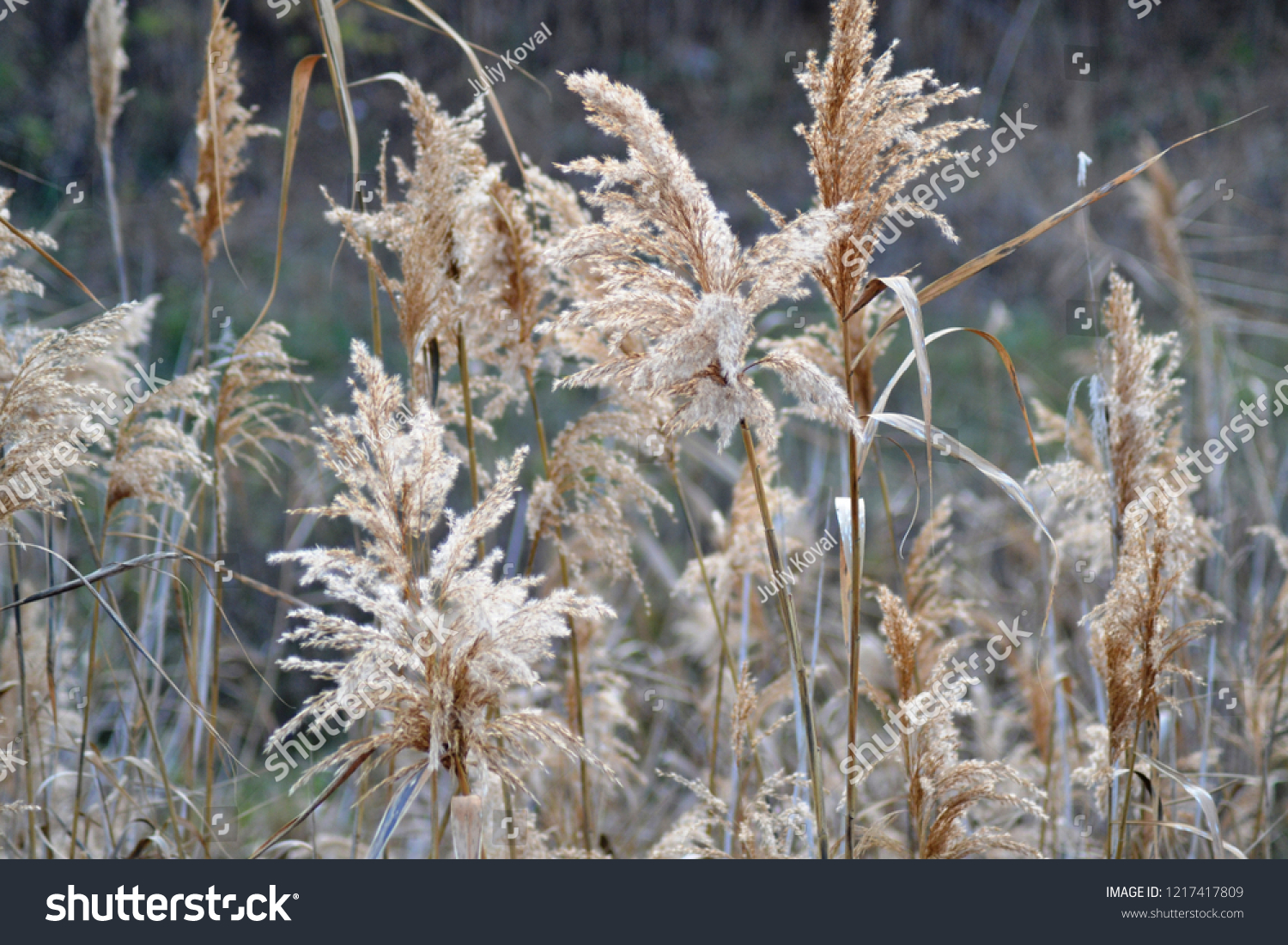 Dry reed on the lake, reed layer, reed seeds. Golden reed grass in the fall in the sun. Abstract natural background. Closeup image #1217417809