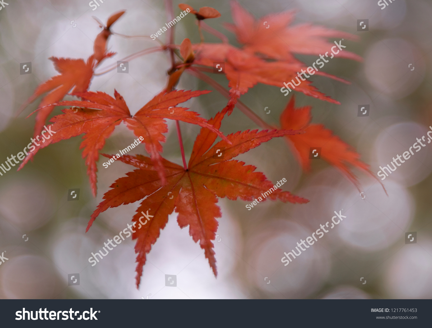 Red leaves from Japanese maple tree. #1217761453